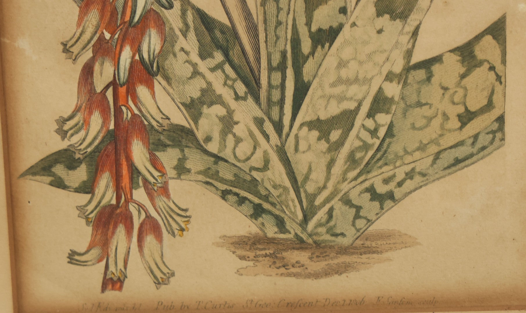 Lot 075 - Antique Hand Colored Botanical Copper Etching Of Aloe Lingua (Tongue Aloe), Plate No. 979, Curtis's Botanical Magazine, F. Sansom After Syd Edwards, In Frame, Dated 1806, Overall Dimensions 11-1/2" x 14-1/2"