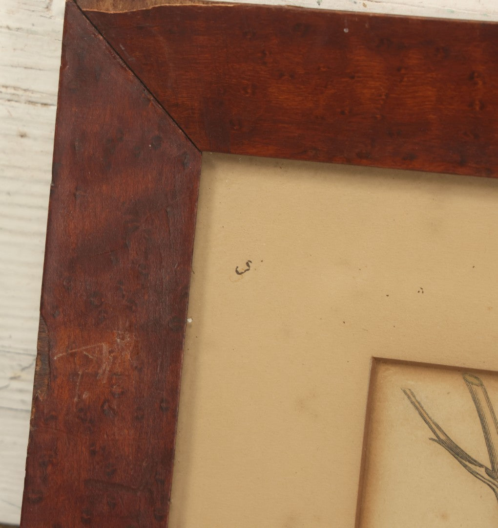 Lot 075 - Antique Hand Colored Botanical Copper Etching Of Aloe Lingua (Tongue Aloe), Plate No. 979, Curtis's Botanical Magazine, F. Sansom After Syd Edwards, In Frame, Dated 1806, Overall Dimensions 11-1/2" x 14-1/2"