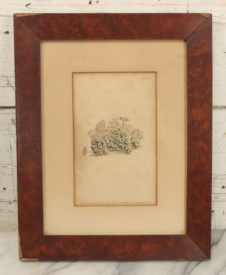 Lot 076 - Antique Hand Colored Botanical Copper Etching Of Tiny Fig-Marigold, Plate No. 1376, Curtis's Botanical Magazine, F. Sansom After Syd Edwards, In Frame, Dated 1811, Overall Dimensions 11-1/2" x 14-1/2"