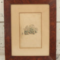 Lot 076 - Antique Hand Colored Botanical Copper Etching Of Tiny Fig-Marigold, Plate No. 1376, Curtis's Botanical Magazine, F. Sansom After Syd Edwards, In Frame, Dated 1811, Overall Dimensions 11-1/2" x 14-1/2"