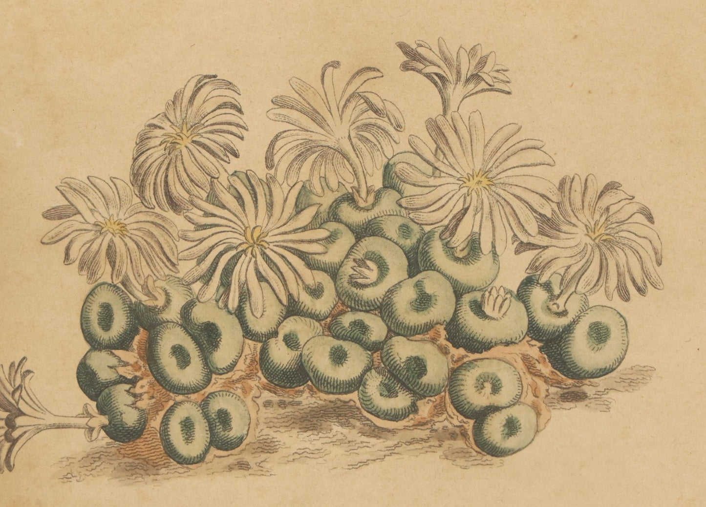 Lot 076 - Antique Hand Colored Botanical Copper Etching Of Tiny Fig-Marigold, Plate No. 1376, Curtis's Botanical Magazine, F. Sansom After Syd Edwards, In Frame, Dated 1811, Overall Dimensions 11-1/2" x 14-1/2"