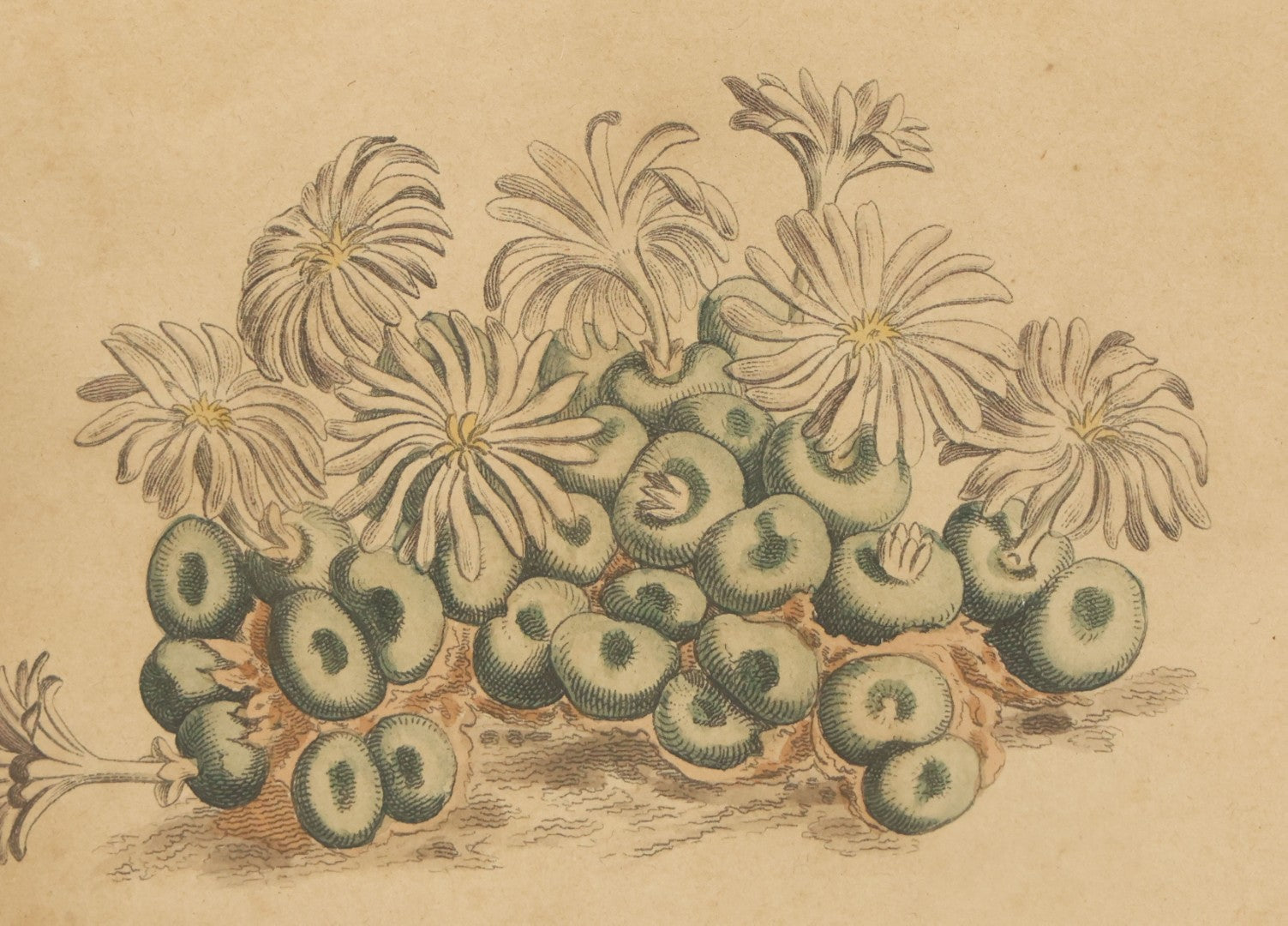 Lot 076 - Antique Hand Colored Botanical Copper Etching Of Tiny Fig-Marigold, Plate No. 1376, Curtis's Botanical Magazine, F. Sansom After Syd Edwards, In Frame, Dated 1811, Overall Dimensions 11-1/2" x 14-1/2"