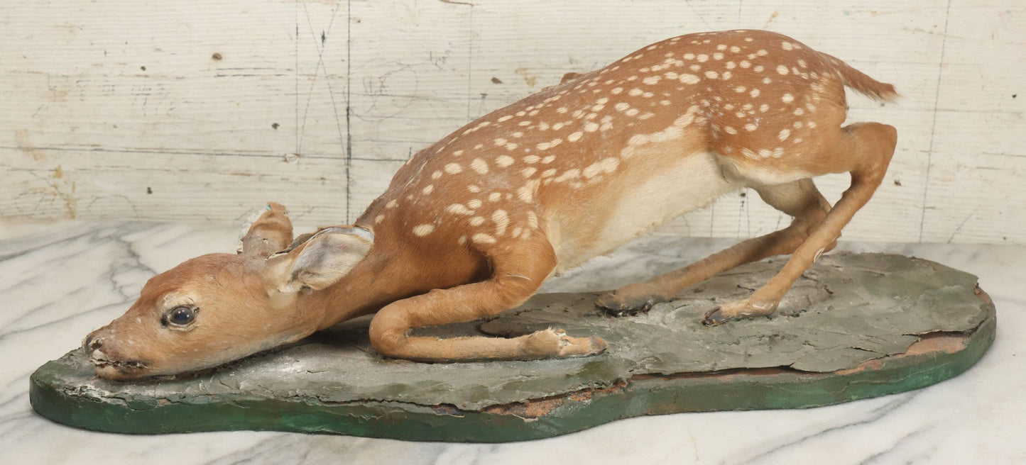 Lot 005 - Antique White Tailed Deer Faun Full Taxidermy Mount, As Found, Note Heavy Wear And Tear
