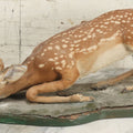 Lot 005 - Antique White Tailed Deer Faun Full Taxidermy Mount, As Found, Note Heavy Wear And Tear