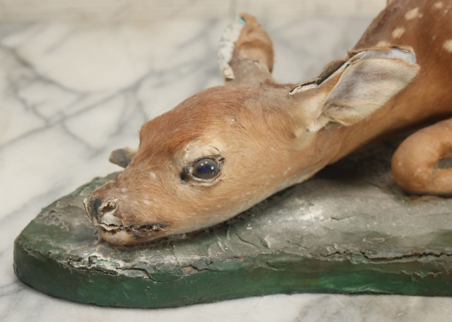 Lot 005 - Antique White Tailed Deer Faun Full Taxidermy Mount, As Found, Note Heavy Wear And Tear