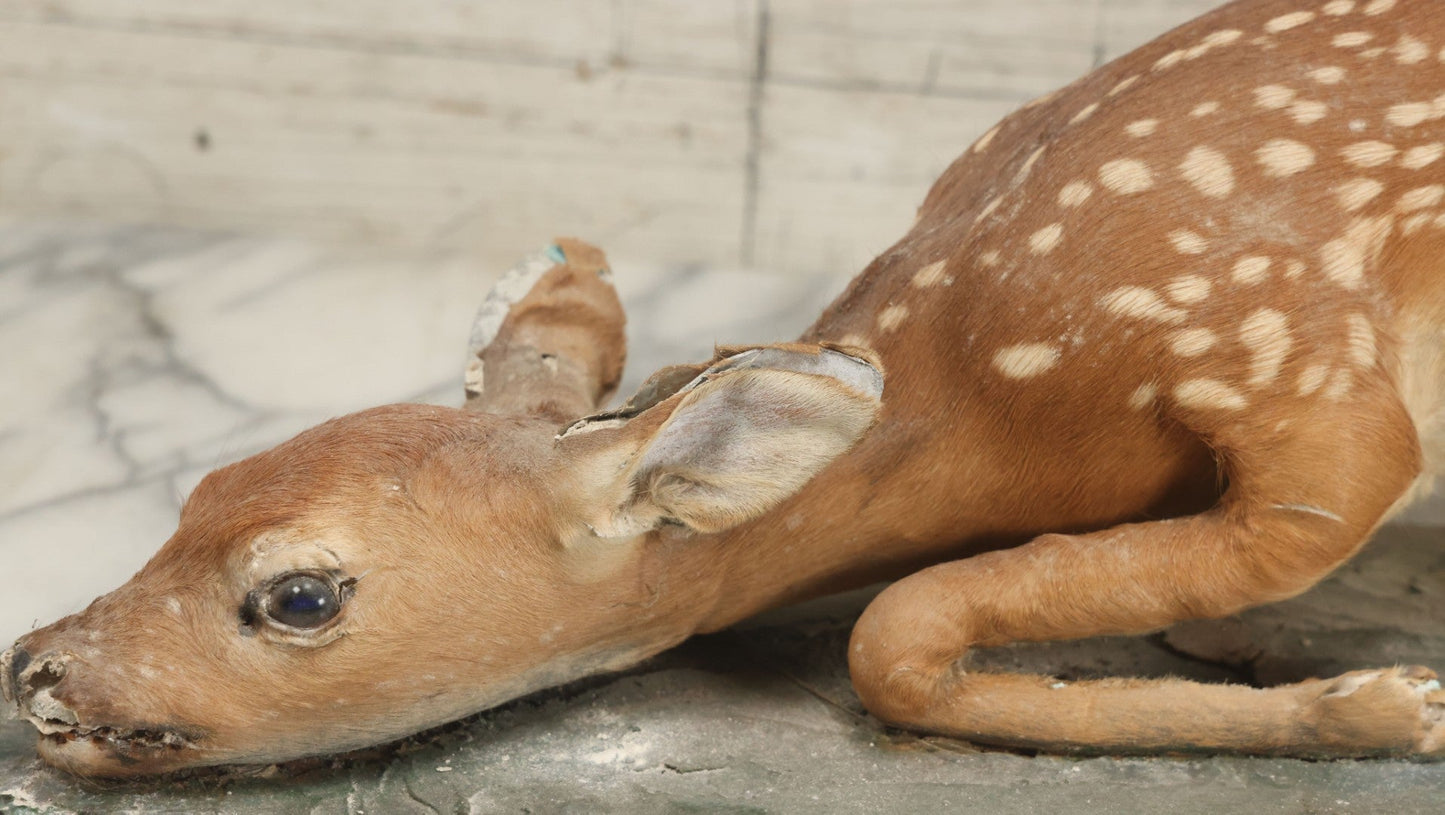 Lot 005 - Antique White Tailed Deer Faun Full Taxidermy Mount, As Found, Note Heavy Wear And Tear