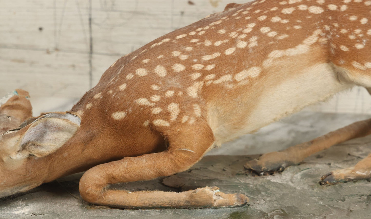 Lot 005 - Antique White Tailed Deer Faun Full Taxidermy Mount, As Found, Note Heavy Wear And Tear