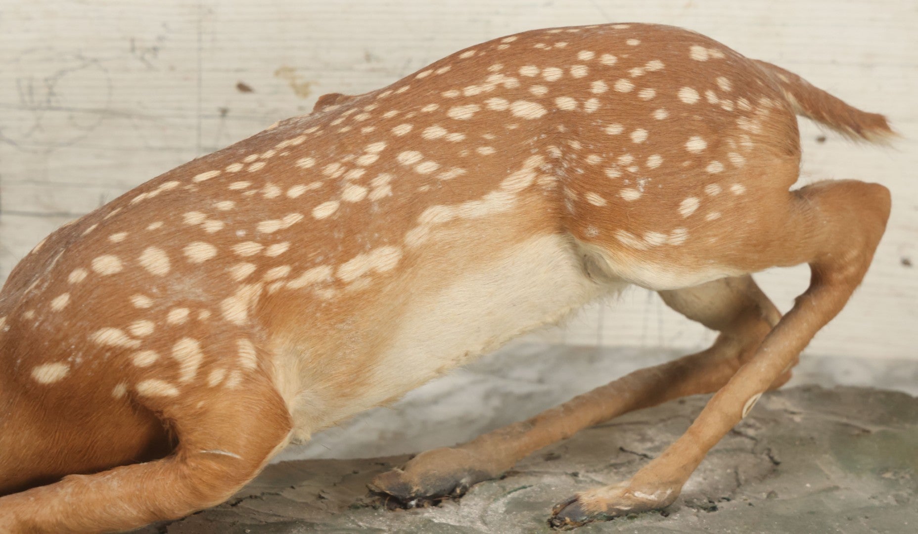 Lot 005 - Antique White Tailed Deer Faun Full Taxidermy Mount, As Found, Note Heavy Wear And Tear