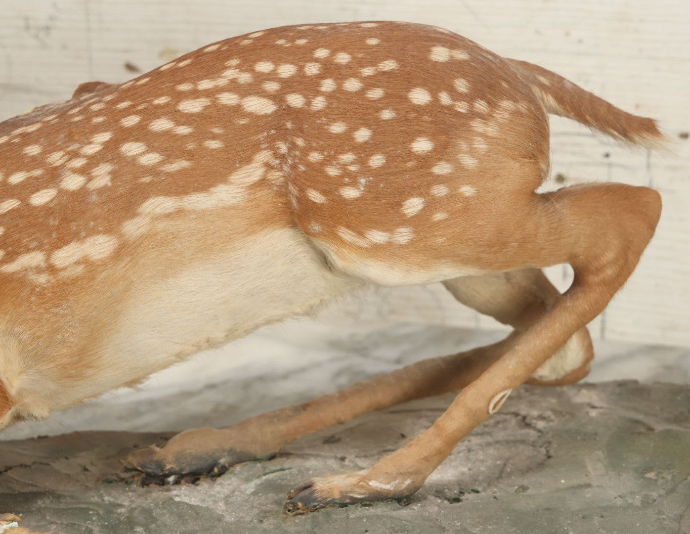 Lot 005 - Antique White Tailed Deer Faun Full Taxidermy Mount, As Found, Note Heavy Wear And Tear