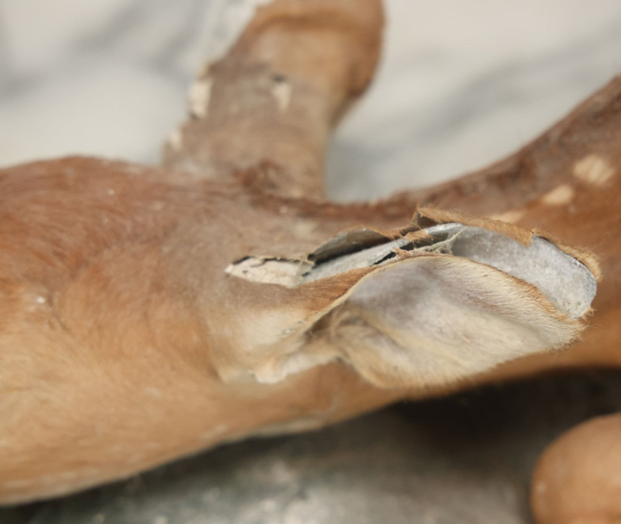 Lot 005 - Antique White Tailed Deer Faun Full Taxidermy Mount, As Found, Note Heavy Wear And Tear