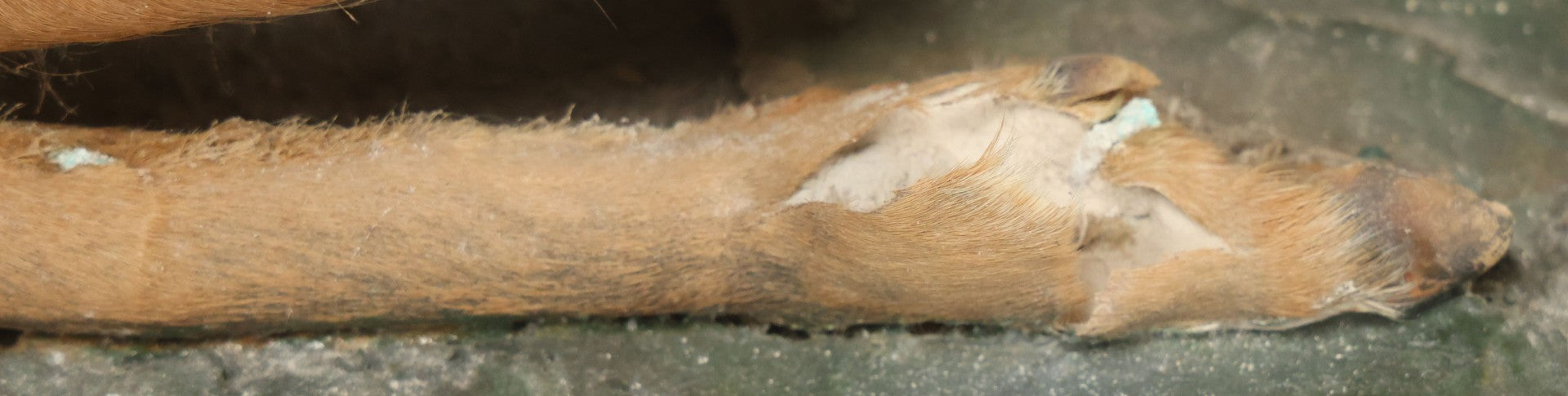 Lot 005 - Antique White Tailed Deer Faun Full Taxidermy Mount, As Found, Note Heavy Wear And Tear