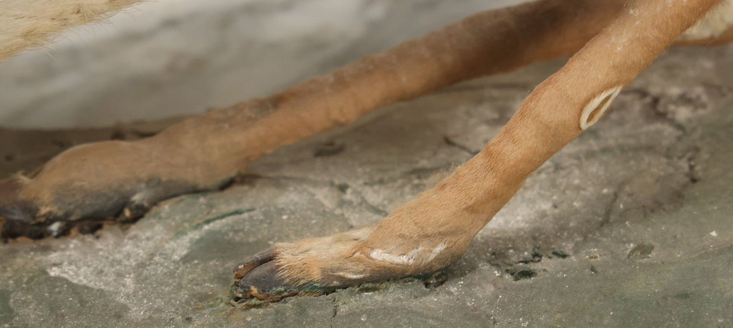 Lot 005 - Antique White Tailed Deer Faun Full Taxidermy Mount, As Found, Note Heavy Wear And Tear