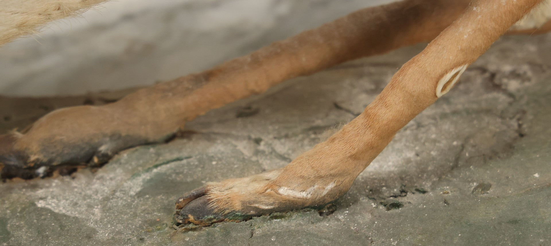 Lot 005 - Antique White Tailed Deer Faun Full Taxidermy Mount, As Found, Note Heavy Wear And Tear