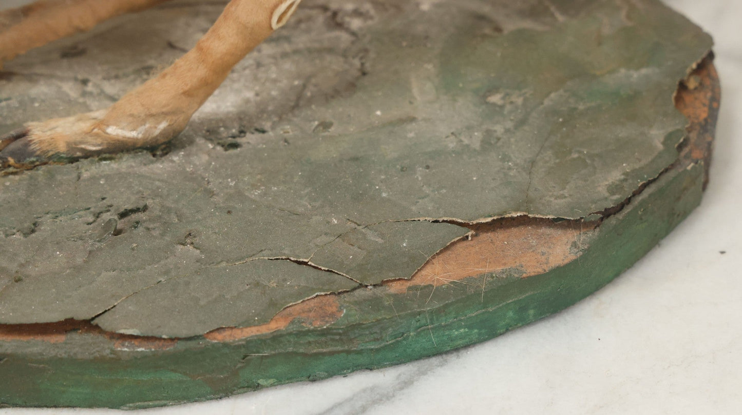 Lot 005 - Antique White Tailed Deer Faun Full Taxidermy Mount, As Found, Note Heavy Wear And Tear