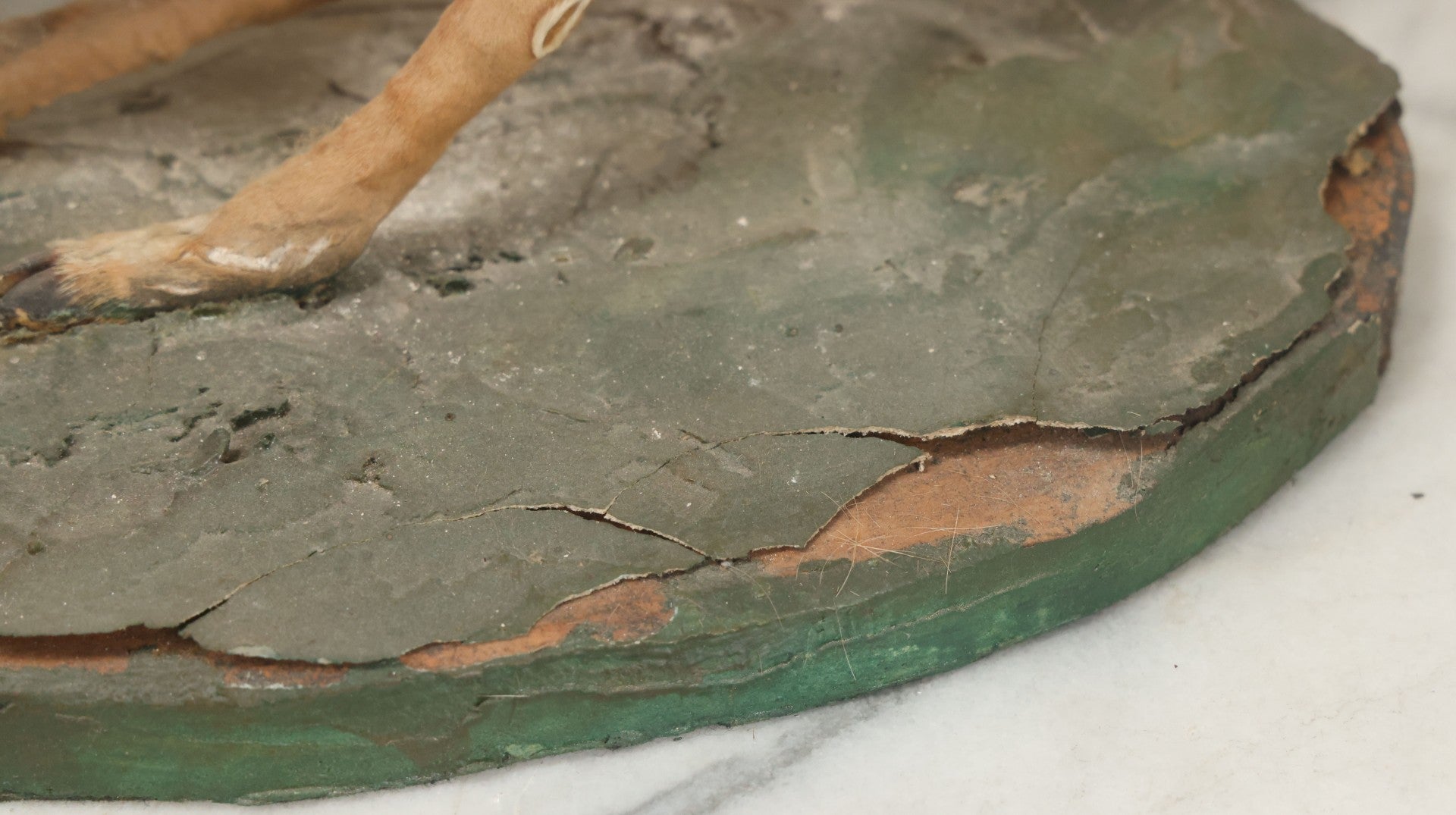 Lot 005 - Antique White Tailed Deer Faun Full Taxidermy Mount, As Found, Note Heavy Wear And Tear