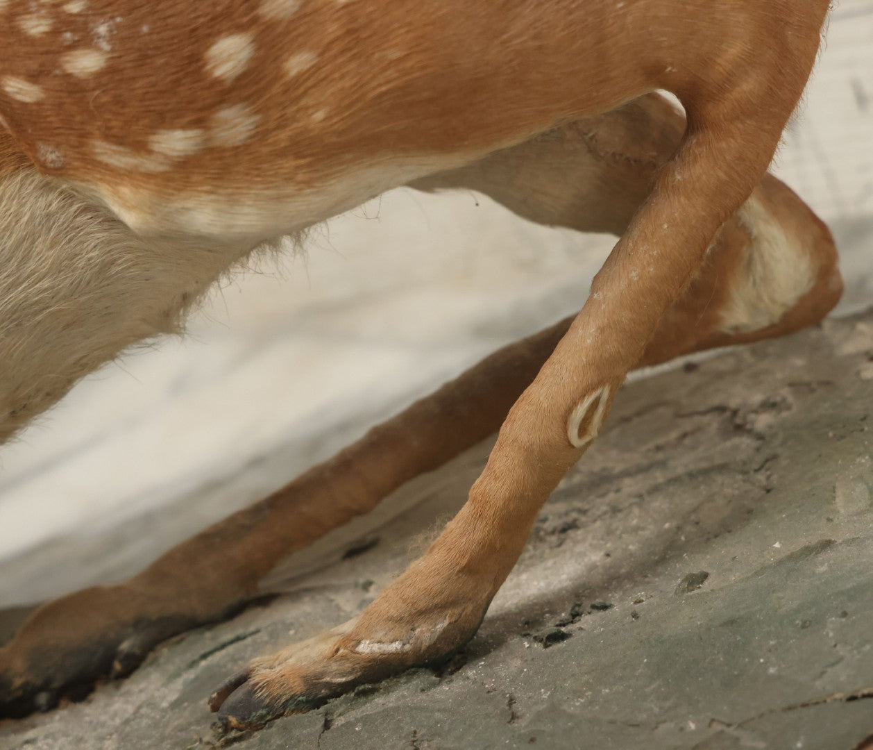 Lot 005 - Antique White Tailed Deer Faun Full Taxidermy Mount, As Found, Note Heavy Wear And Tear