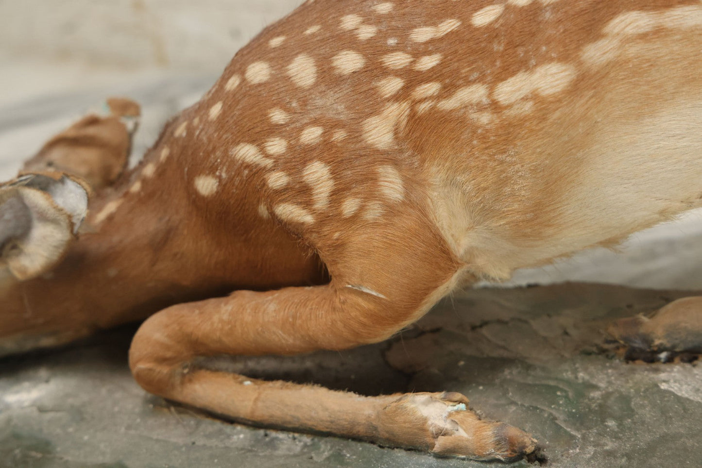 Lot 005 - Antique White Tailed Deer Faun Full Taxidermy Mount, As Found, Note Heavy Wear And Tear