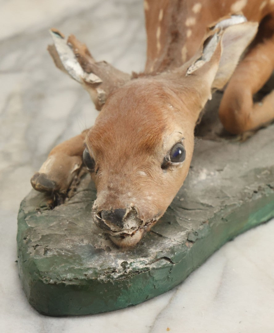 Lot 005 - Antique White Tailed Deer Faun Full Taxidermy Mount, As Found, Note Heavy Wear And Tear