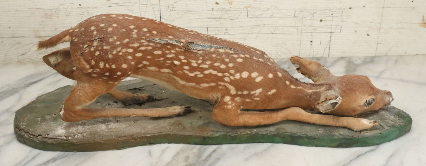 Lot 005 - Antique White Tailed Deer Faun Full Taxidermy Mount, As Found, Note Heavy Wear And Tear