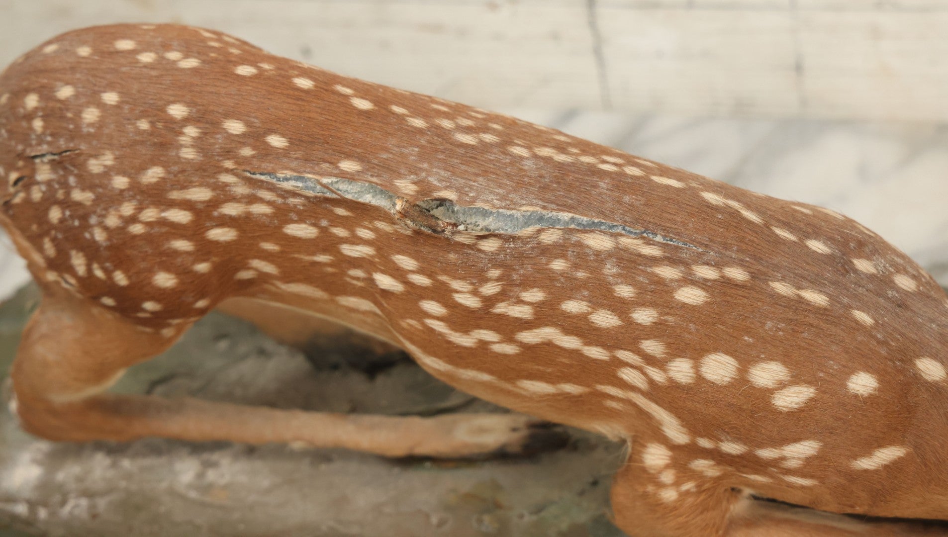 Lot 005 - Antique White Tailed Deer Faun Full Taxidermy Mount, As Found, Note Heavy Wear And Tear