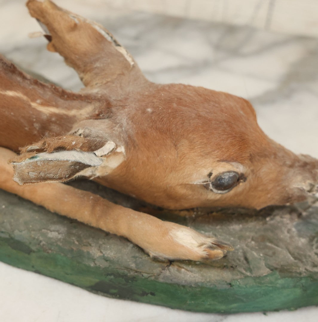 Lot 005 - Antique White Tailed Deer Faun Full Taxidermy Mount, As Found, Note Heavy Wear And Tear