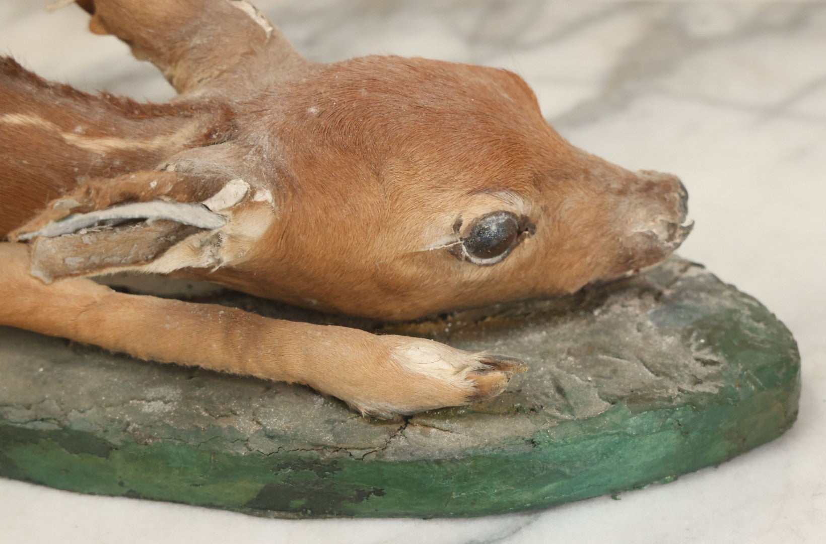 Lot 005 - Antique White Tailed Deer Faun Full Taxidermy Mount, As Found, Note Heavy Wear And Tear