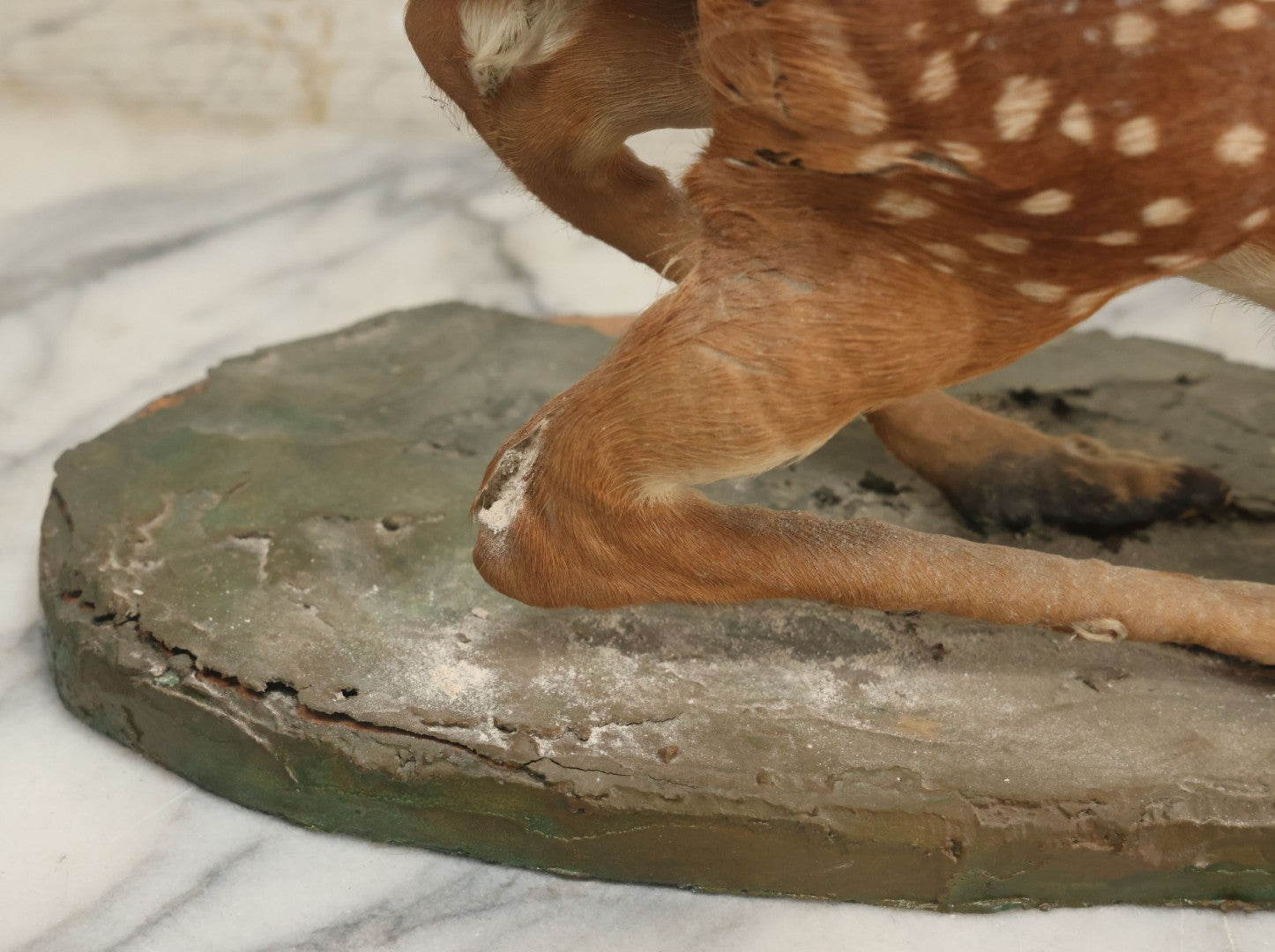 Lot 005 - Antique White Tailed Deer Faun Full Taxidermy Mount, As Found, Note Heavy Wear And Tear