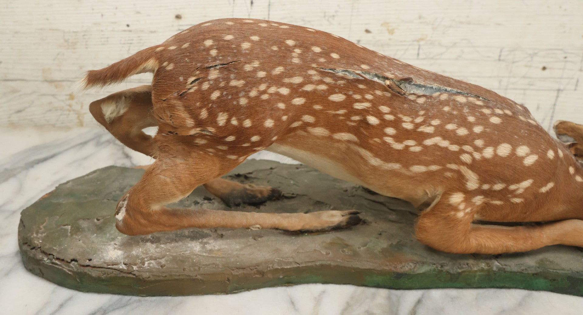 Lot 005 - Antique White Tailed Deer Faun Full Taxidermy Mount, As Found, Note Heavy Wear And Tear