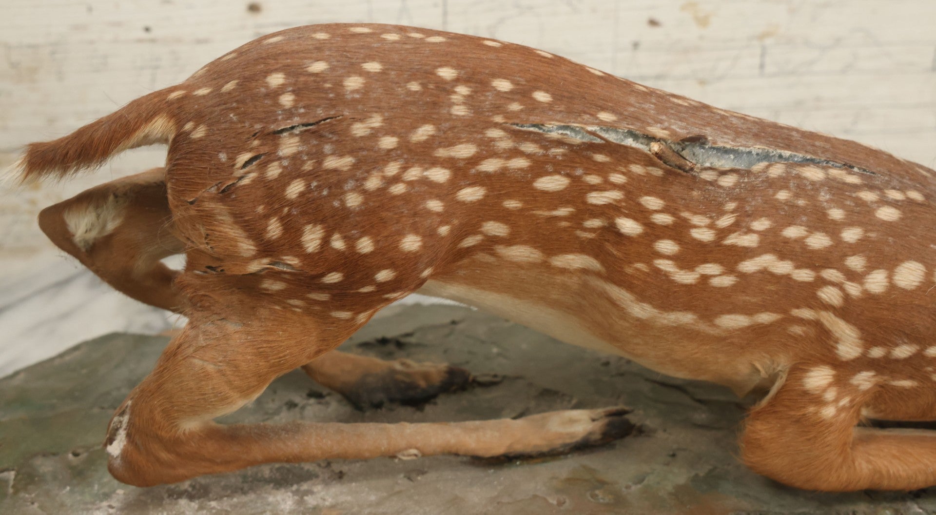 Lot 005 - Antique White Tailed Deer Faun Full Taxidermy Mount, As Found, Note Heavy Wear And Tear