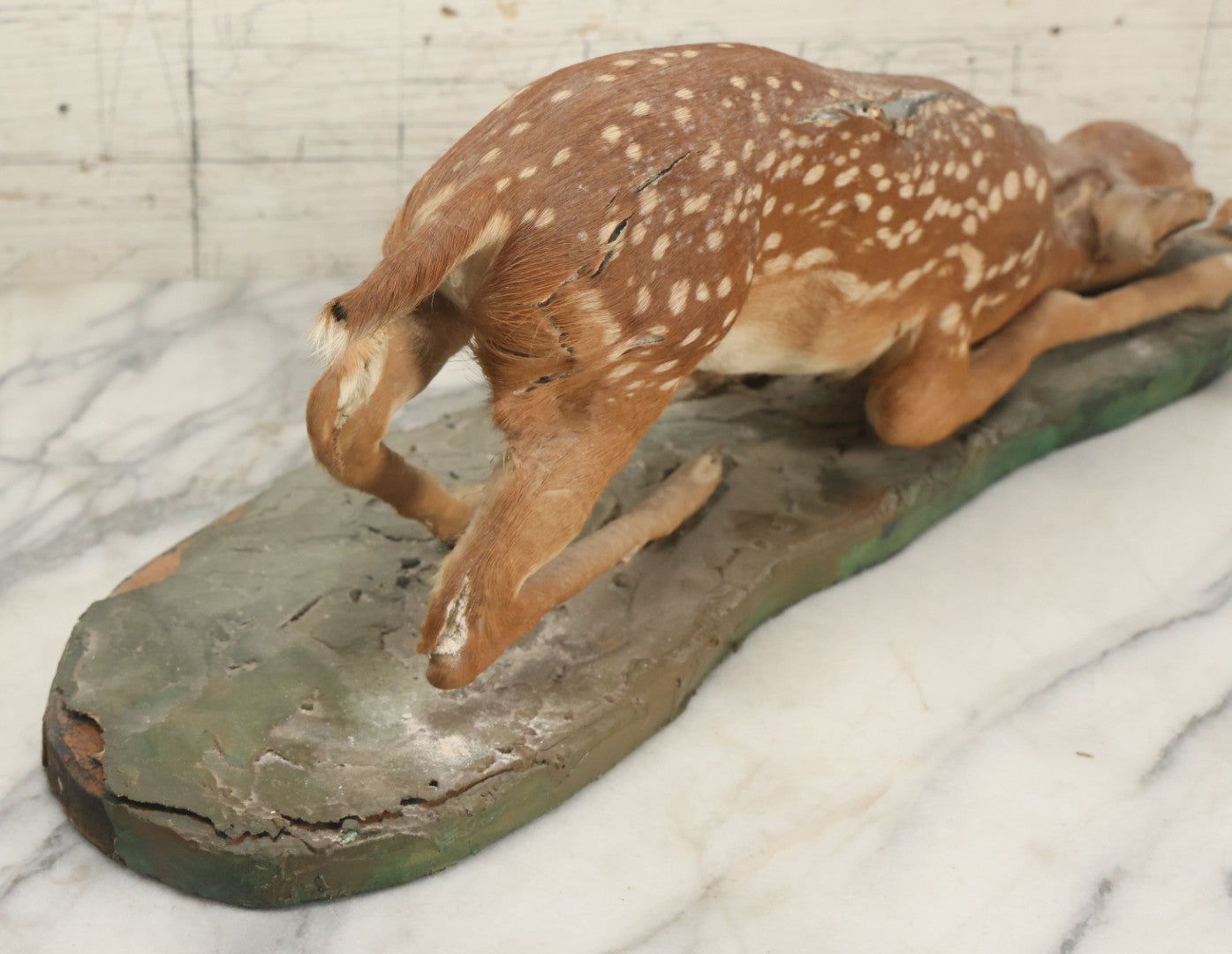 Lot 005 - Antique White Tailed Deer Faun Full Taxidermy Mount, As Found, Note Heavy Wear And Tear