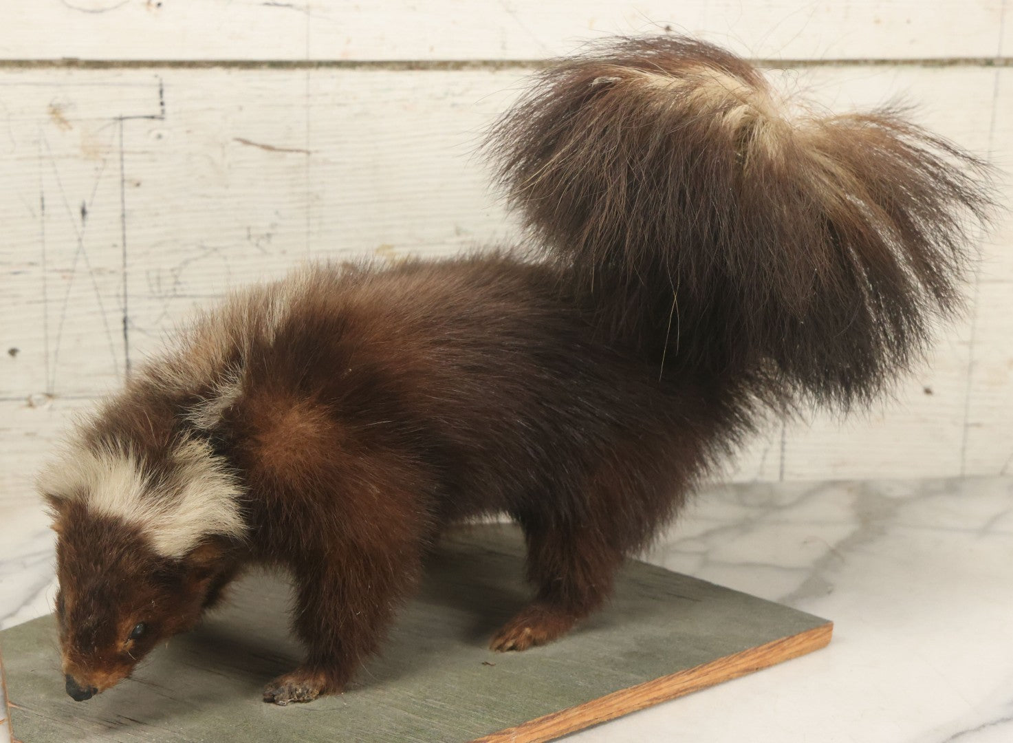 Lot 006 - Vintage Skunk Full Taxidermy Mount On Wooden Base With Big Fluffy Tail, Small Size