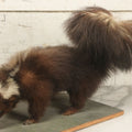 Lot 006 - Vintage Skunk Full Taxidermy Mount On Wooden Base With Big Fluffy Tail, Small Size