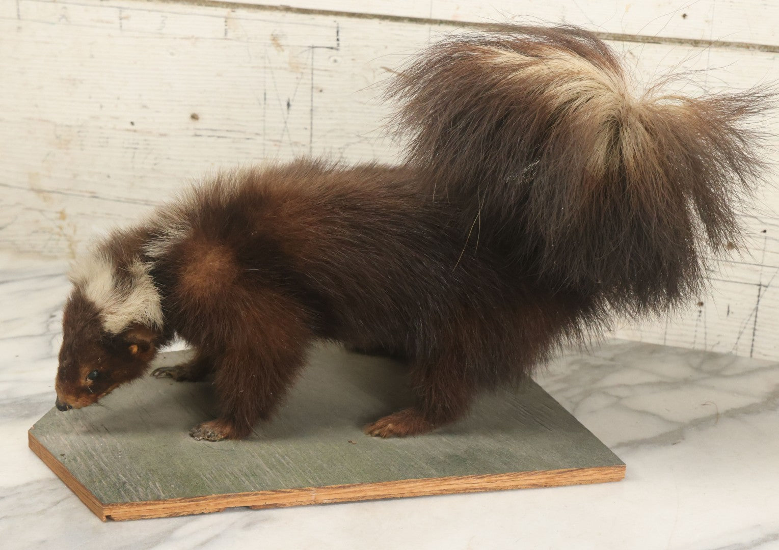 Lot 006 - Vintage Skunk Full Taxidermy Mount On Wooden Base With Big Fluffy Tail, Small Size