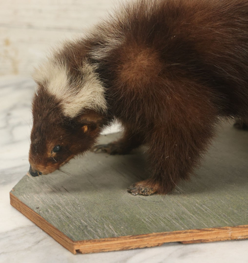 Lot 006 - Vintage Skunk Full Taxidermy Mount On Wooden Base With Big Fluffy Tail, Small Size