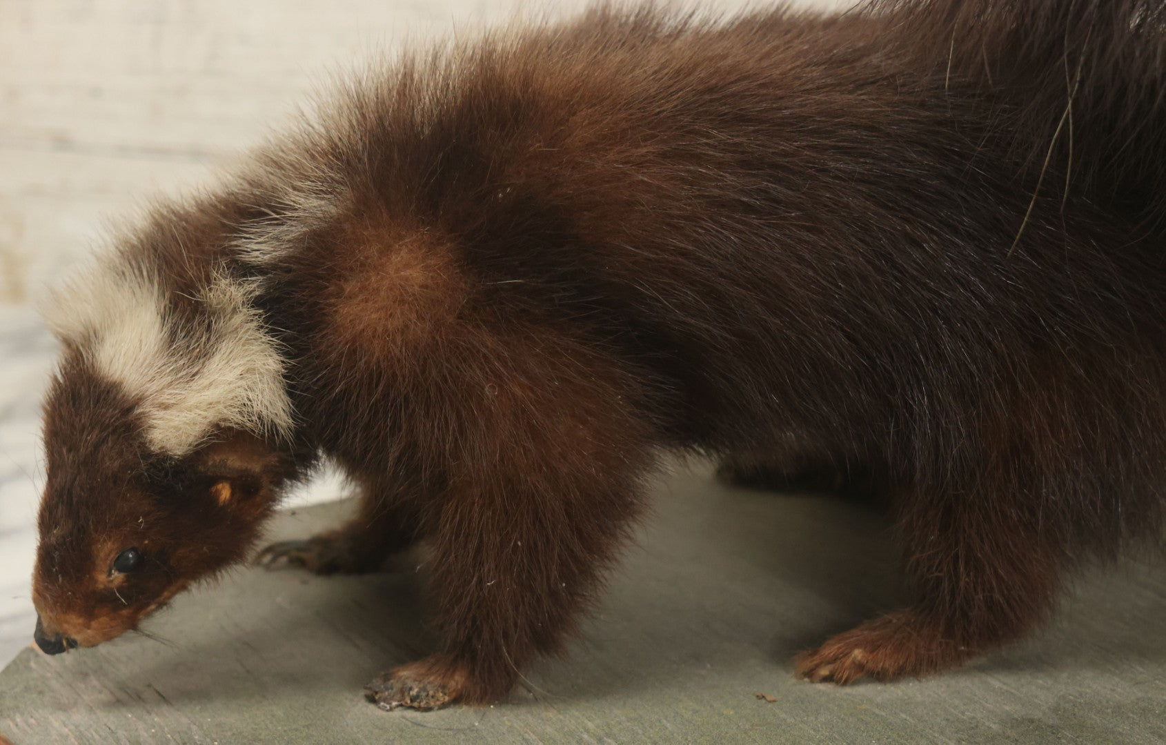 Lot 006 - Vintage Skunk Full Taxidermy Mount On Wooden Base With Big Fluffy Tail, Small Size
