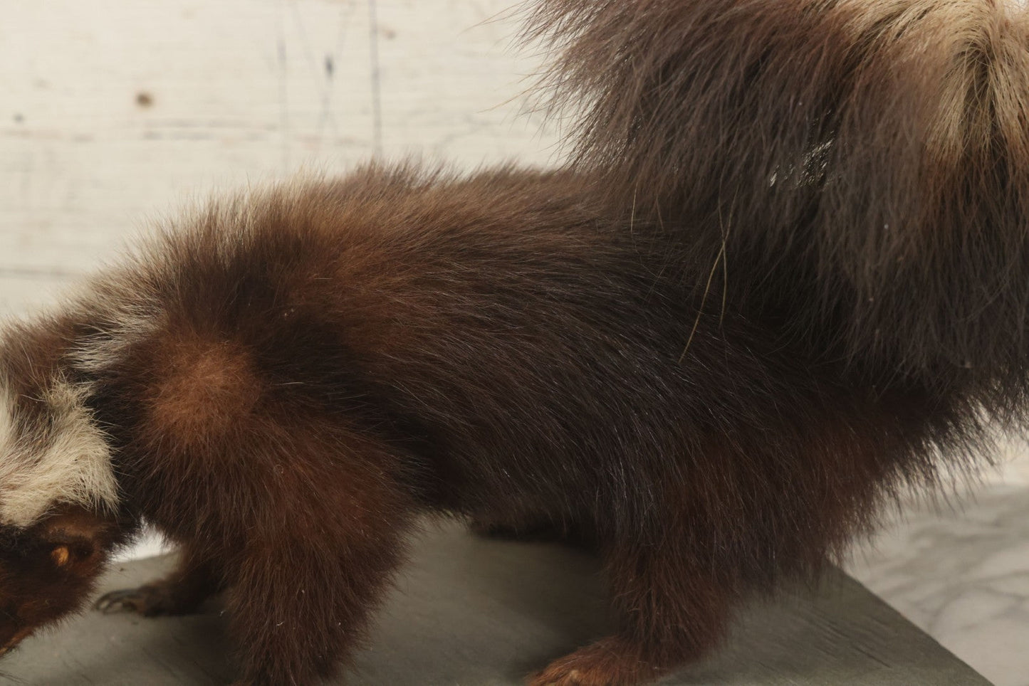 Lot 006 - Vintage Skunk Full Taxidermy Mount On Wooden Base With Big Fluffy Tail, Small Size