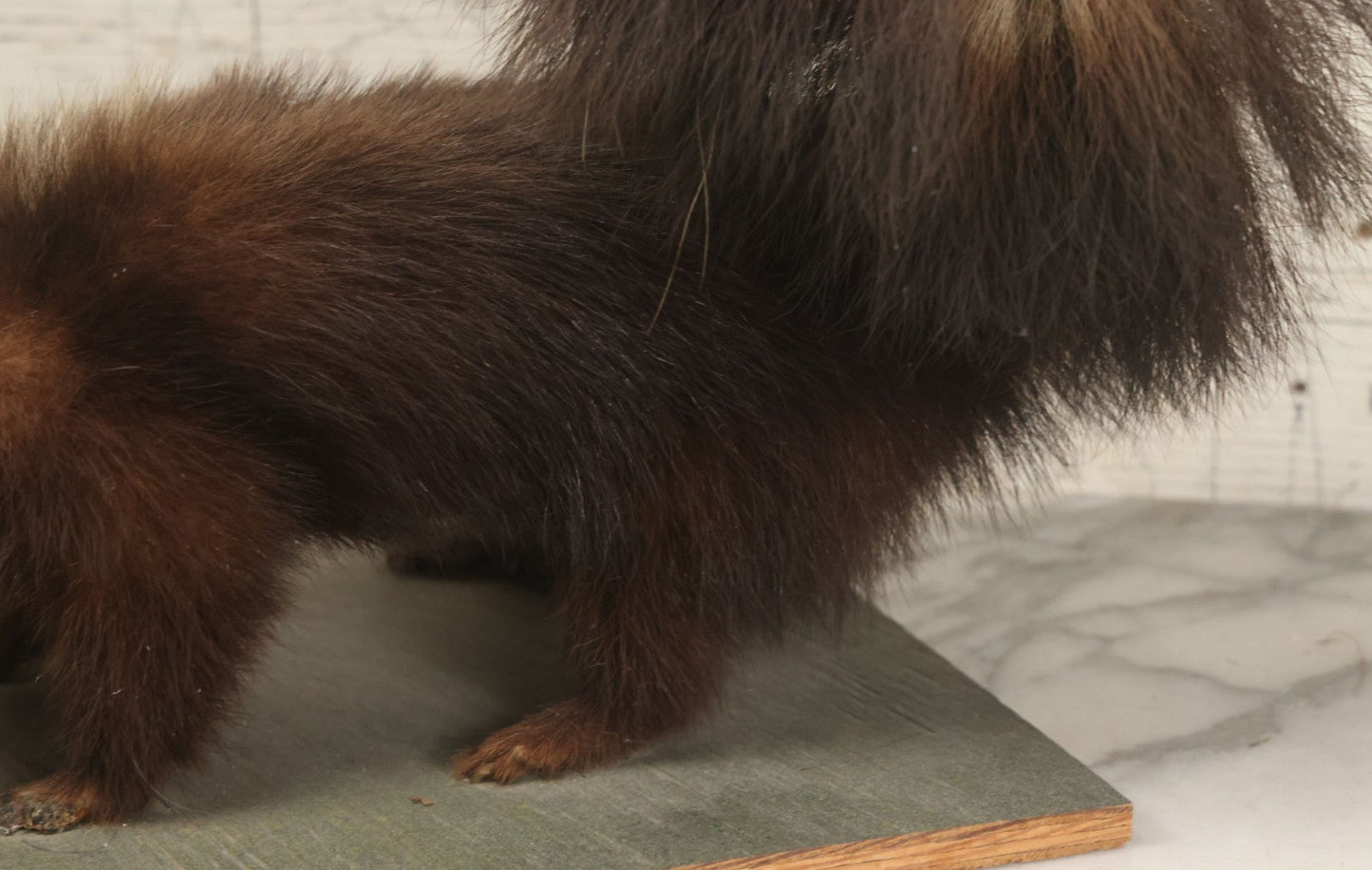 Lot 006 - Vintage Skunk Full Taxidermy Mount On Wooden Base With Big Fluffy Tail, Small Size