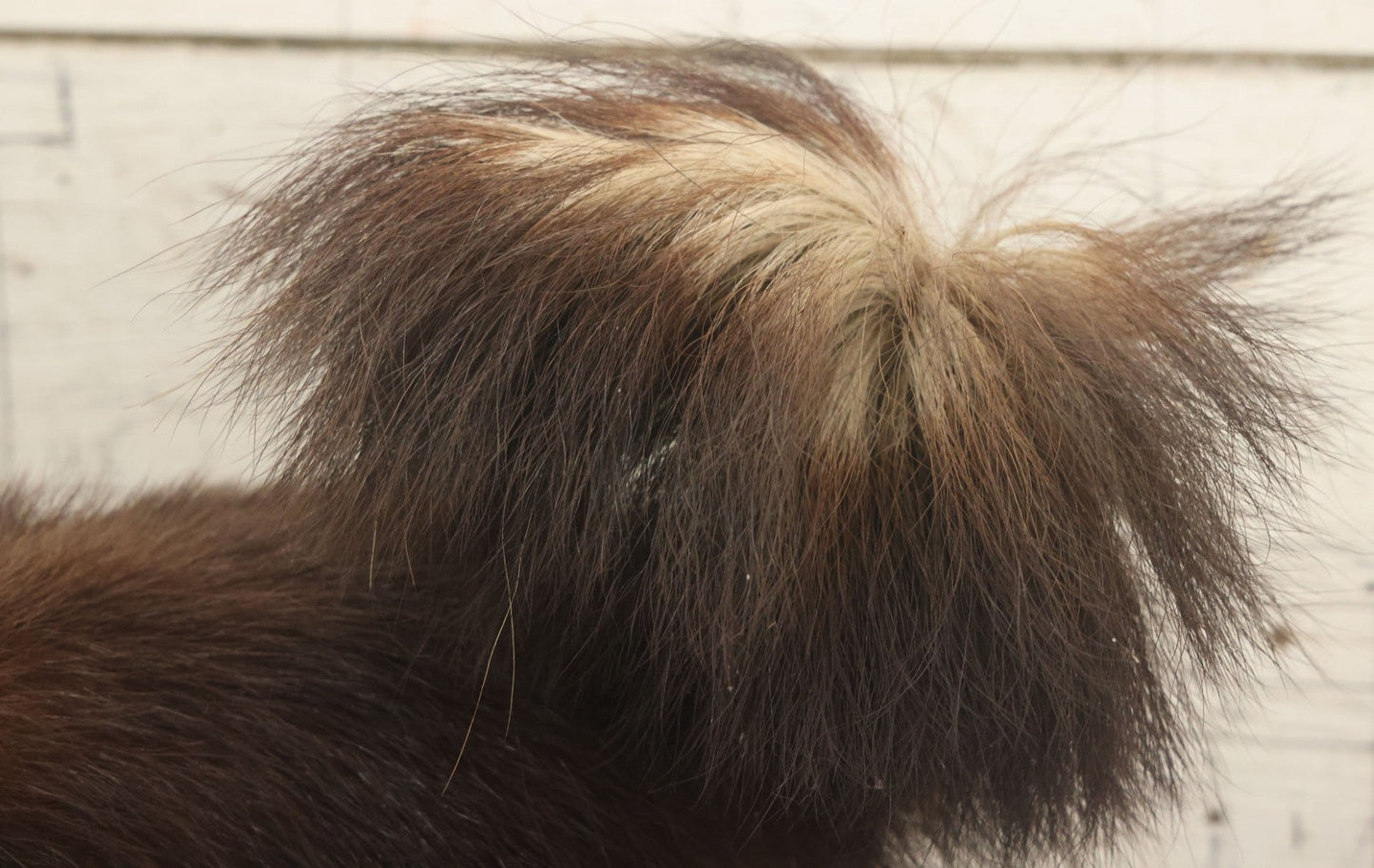 Lot 006 - Vintage Skunk Full Taxidermy Mount On Wooden Base With Big Fluffy Tail, Small Size