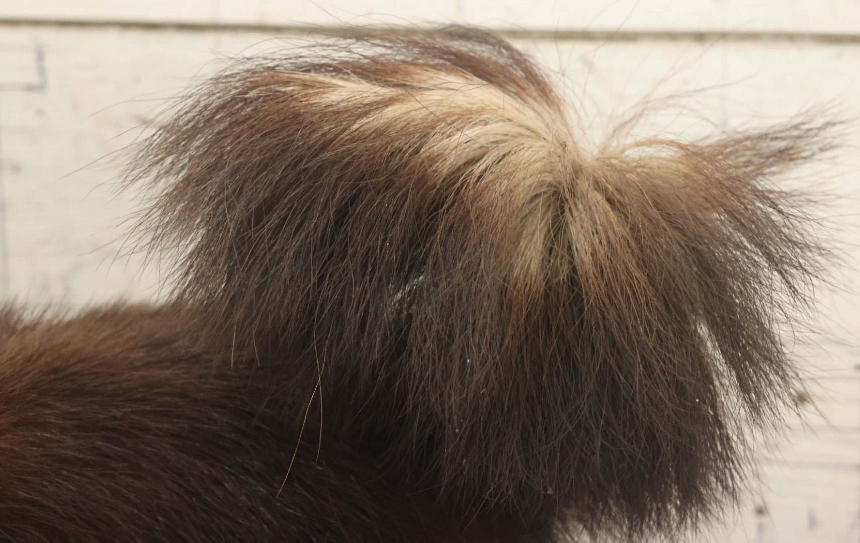 Lot 006 - Vintage Skunk Full Taxidermy Mount On Wooden Base With Big Fluffy Tail, Small Size