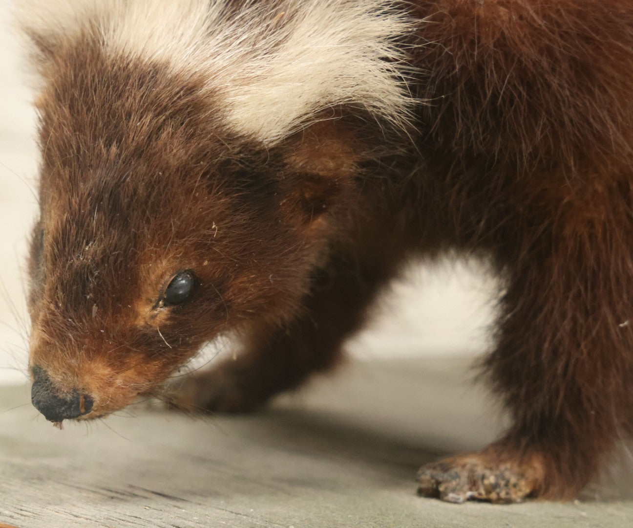 Lot 006 - Vintage Skunk Full Taxidermy Mount On Wooden Base With Big Fluffy Tail, Small Size