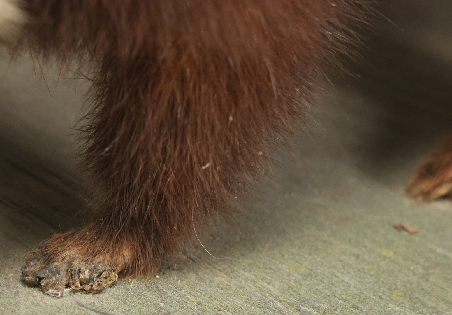 Lot 006 - Vintage Skunk Full Taxidermy Mount On Wooden Base With Big Fluffy Tail, Small Size