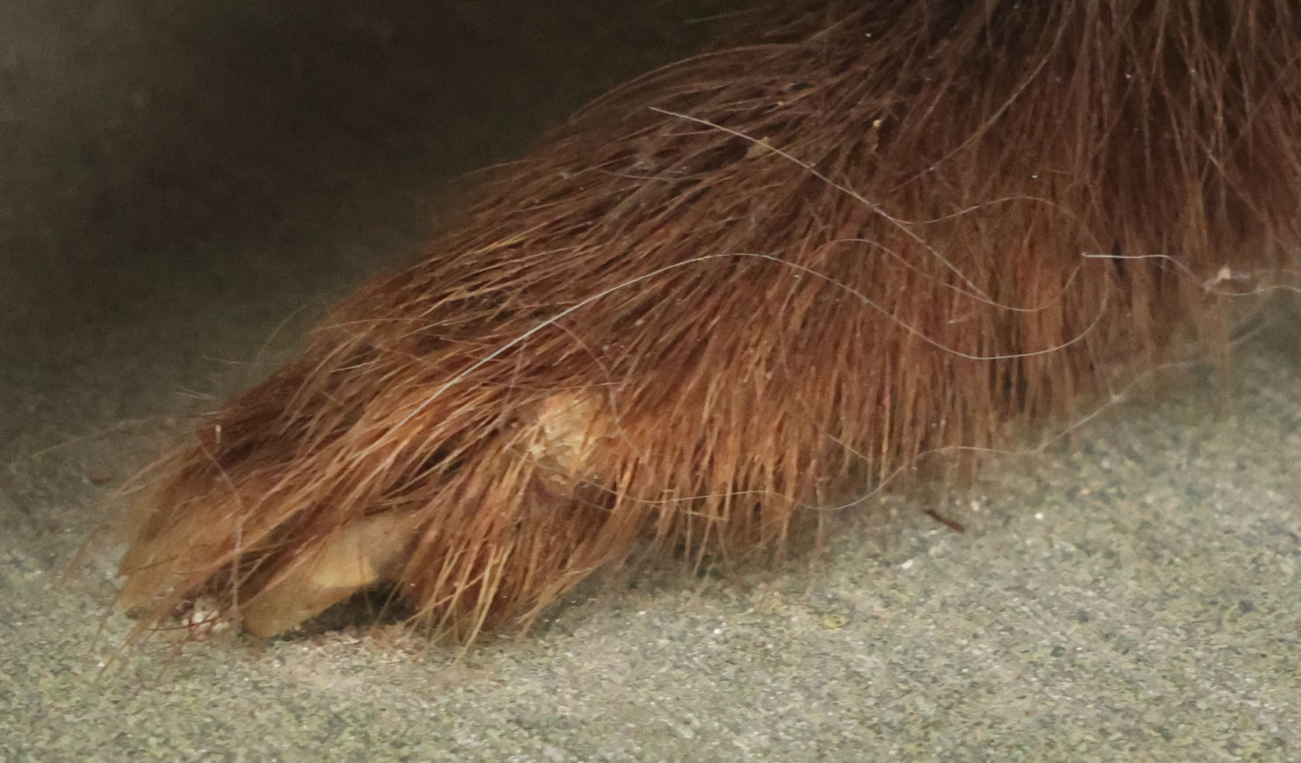 Lot 006 - Vintage Skunk Full Taxidermy Mount On Wooden Base With Big Fluffy Tail, Small Size