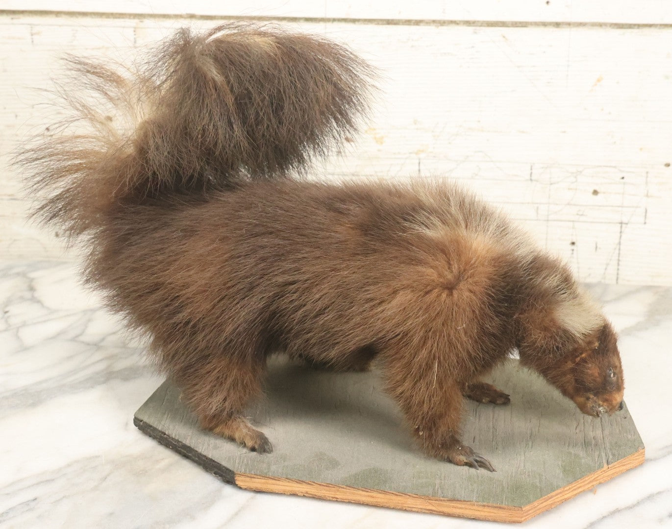 Lot 006 - Vintage Skunk Full Taxidermy Mount On Wooden Base With Big Fluffy Tail, Small Size