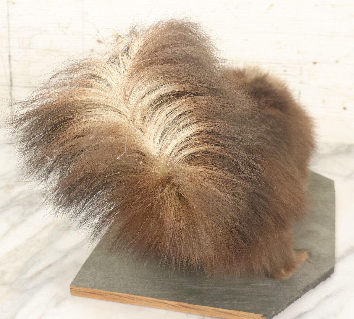 Lot 006 - Vintage Skunk Full Taxidermy Mount On Wooden Base With Big Fluffy Tail, Small Size