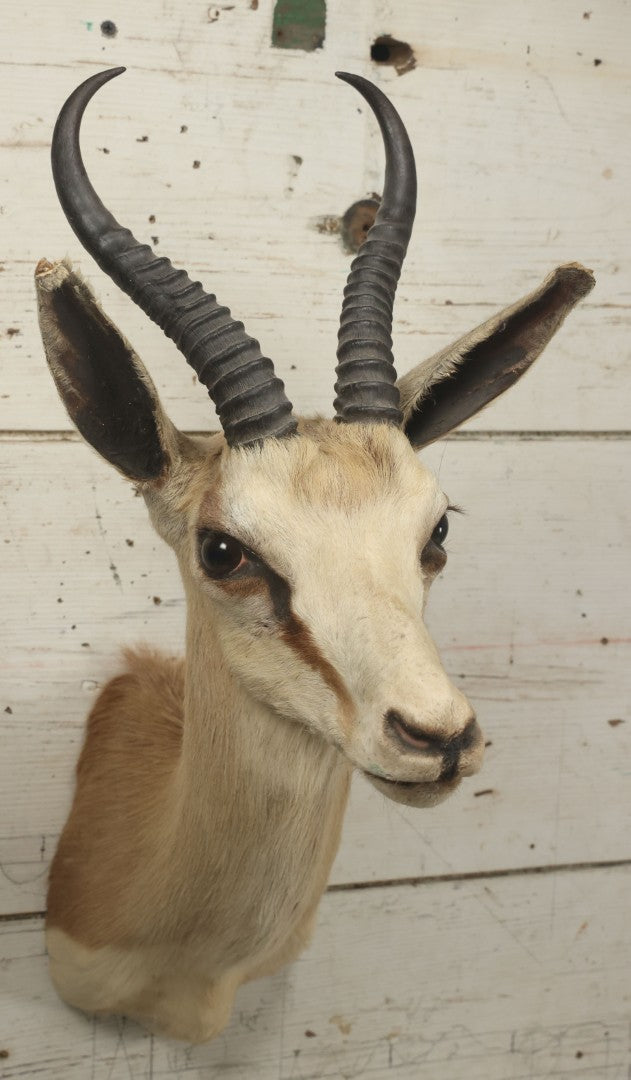 Lot 007 - Vintage Gazelle Shoulder Mount Taxidermy, Mounted By Frontier Taxidermists, Inc., Cheyenne, Wyoming, 1984