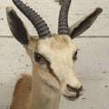 Lot 007 - Vintage Gazelle Shoulder Mount Taxidermy, Mounted By Frontier Taxidermists, Inc., Cheyenne, Wyoming, 1984