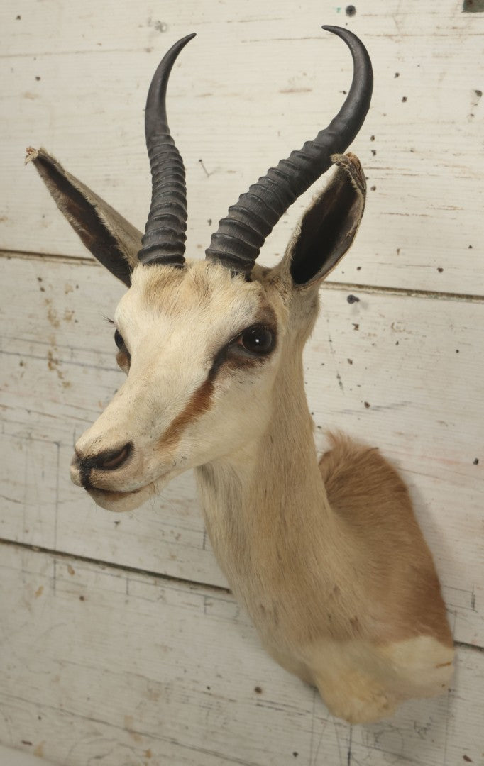 Lot 007 - Vintage Gazelle Shoulder Mount Taxidermy, Mounted By Frontier Taxidermists, Inc., Cheyenne, Wyoming, 1984