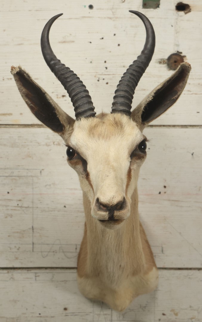 Lot 007 - Vintage Gazelle Shoulder Mount Taxidermy, Mounted By Frontier Taxidermists, Inc., Cheyenne, Wyoming, 1984
