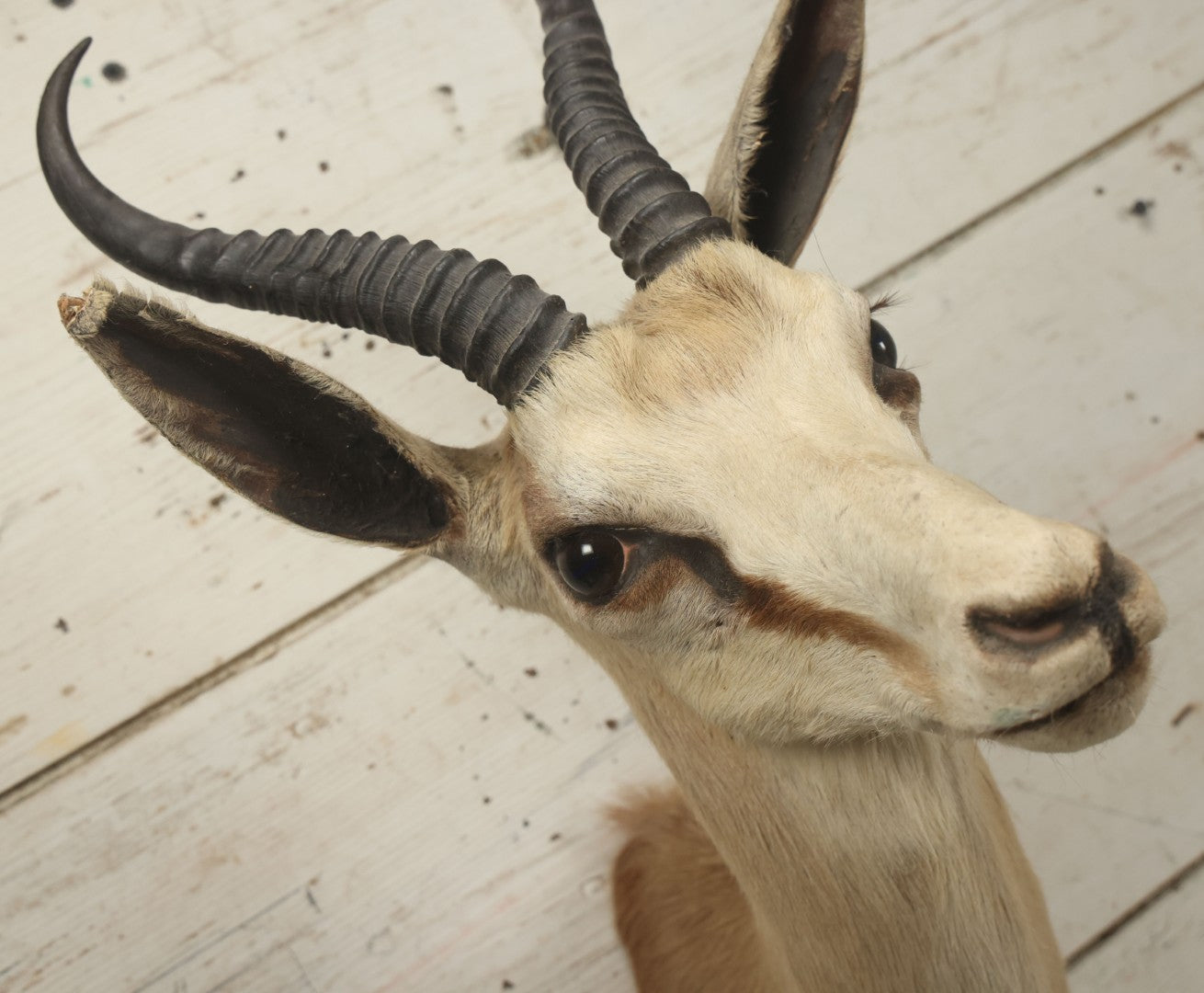 Lot 007 - Vintage Gazelle Shoulder Mount Taxidermy, Mounted By Frontier Taxidermists, Inc., Cheyenne, Wyoming, 1984