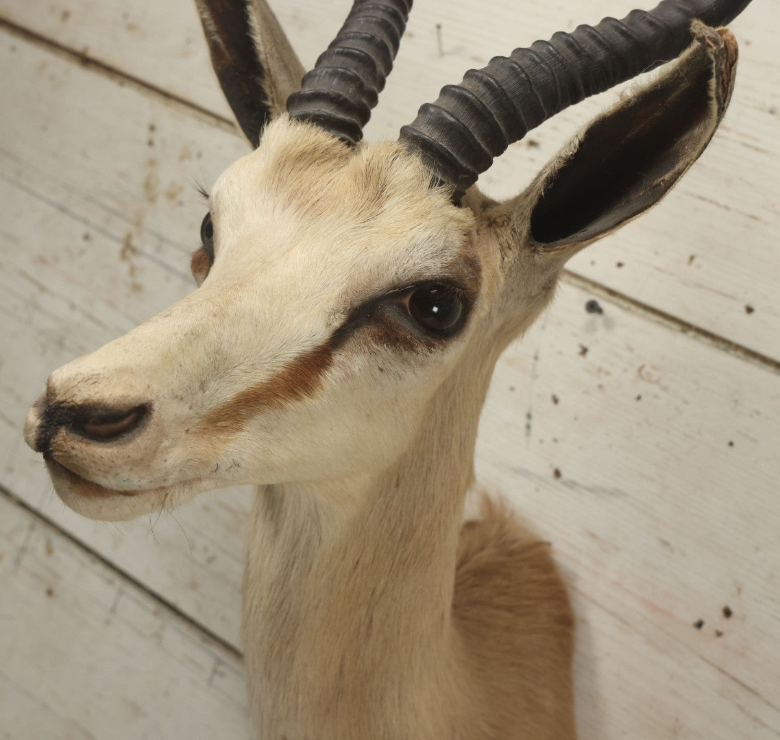 Lot 007 - Vintage Gazelle Shoulder Mount Taxidermy, Mounted By Frontier Taxidermists, Inc., Cheyenne, Wyoming, 1984
